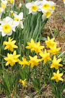 Daffodils