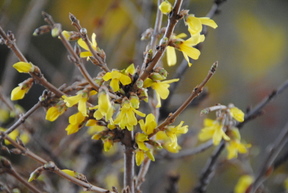 forsythia