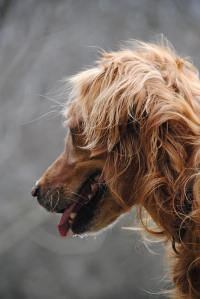 Salley dog