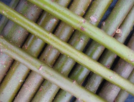 sticks